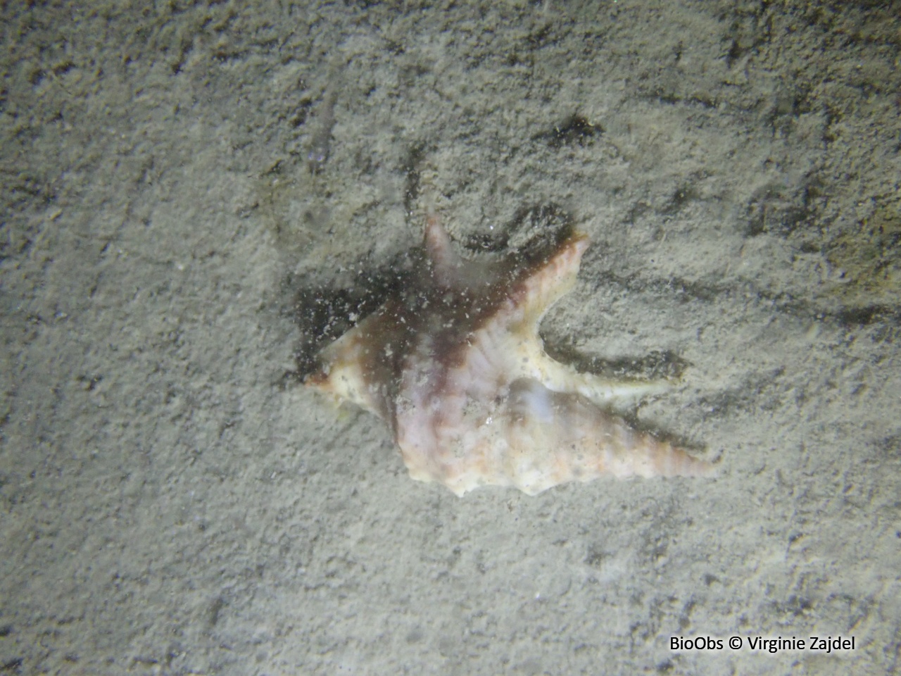 Pied de pélican - Aporrhais pespelecani - Virginie Zajdel - BioObs