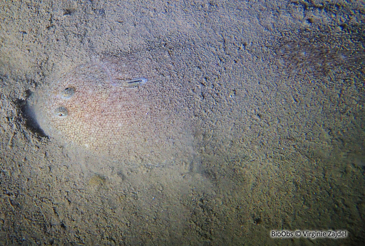 Sole-pole - Pegusa lascaris - Virginie Zajdel - BioObs