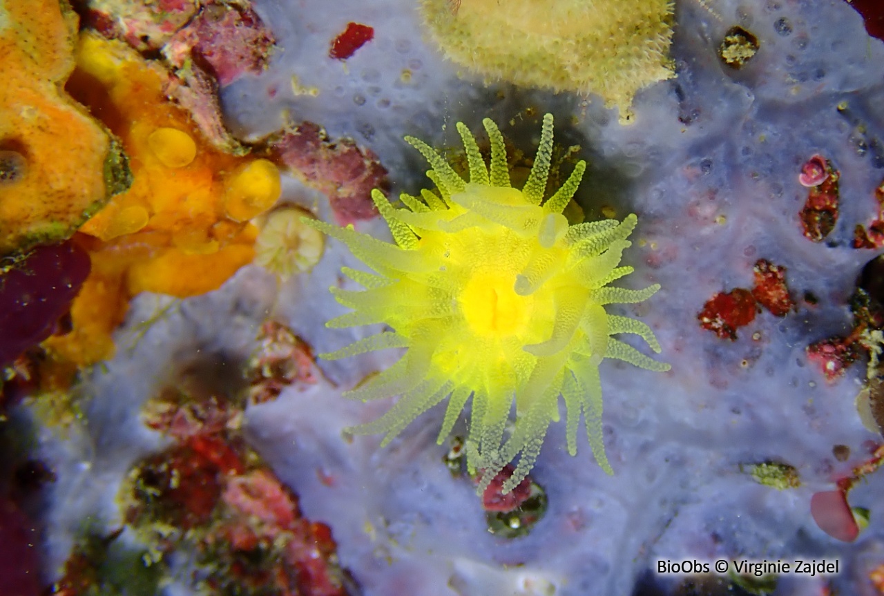Corail jaune solitaire - Leptopsammia pruvoti - Virginie Zajdel - BioObs