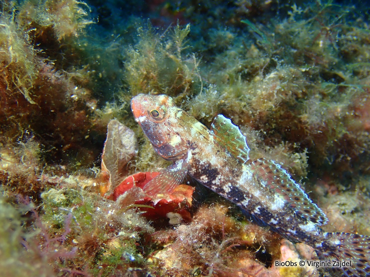 Gobie à bouche rouge - Gobius cruentatus - Virginie Zajdel - BioObs