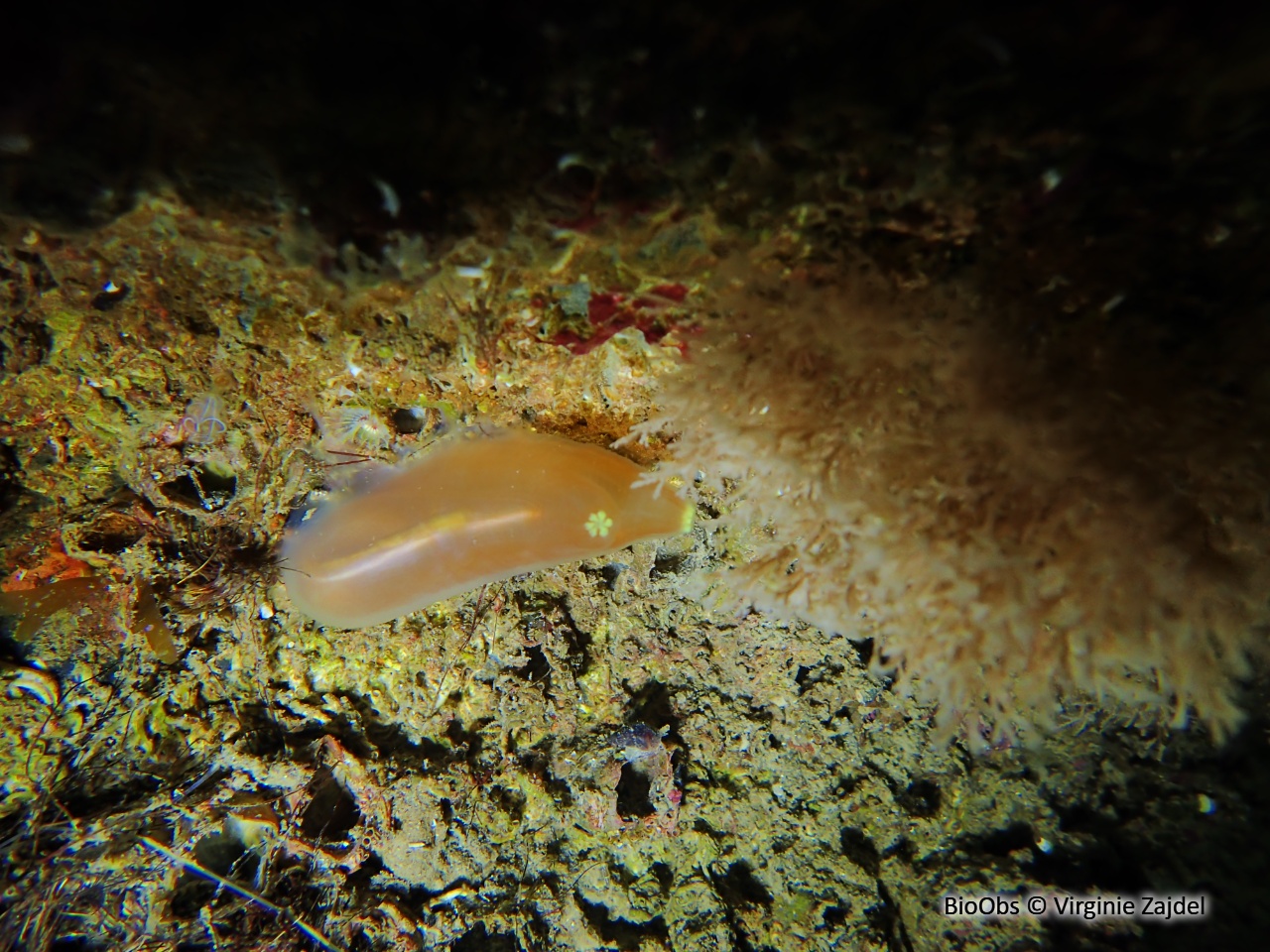 Cione rouge de Roule - Ciona roulei - Virginie Zajdel - BioObs