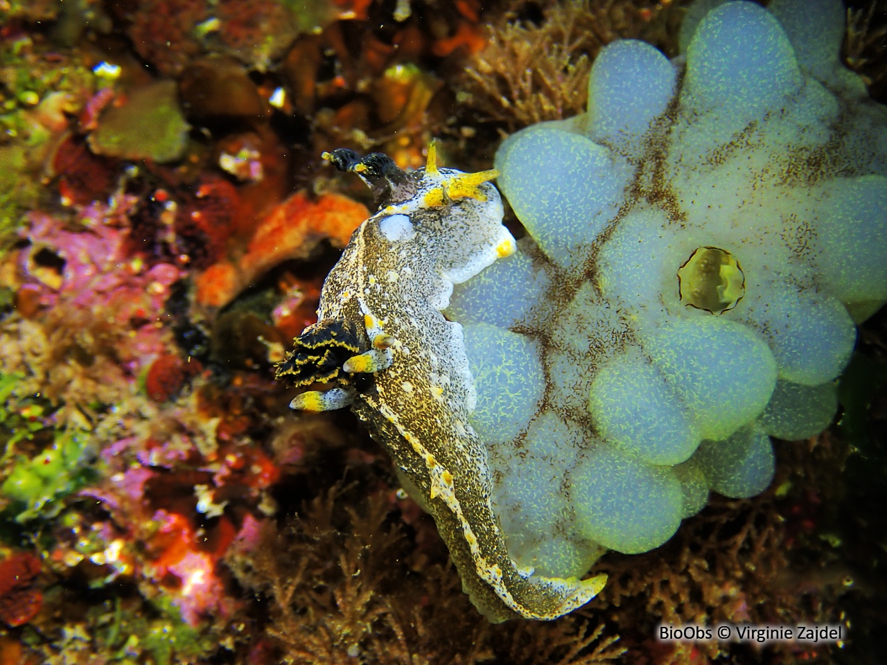 Polycère de Hedgpeth - Polycera hedgpethi - Virginie Zajdel - BioObs