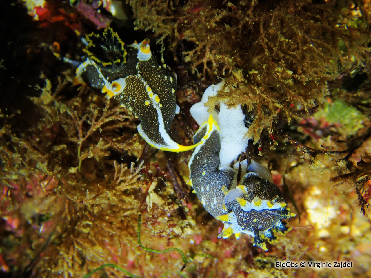 Polycère de Hedgpeth ponte - Polycère - Virginie Zajdel - BioObs