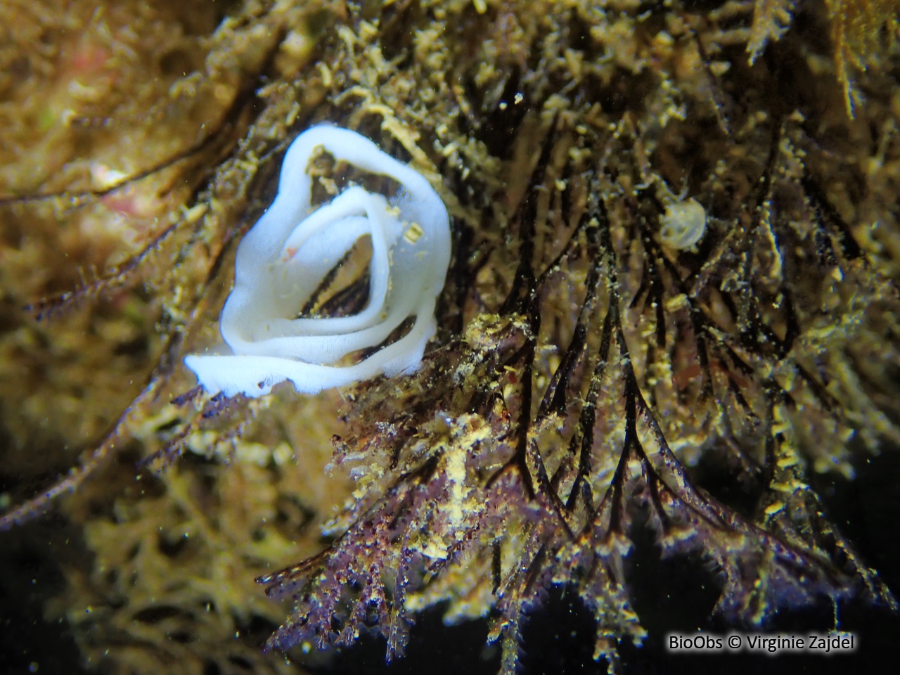 Polycère de Hedgpeth ponte - Polycère - Virginie Zajdel - BioObs