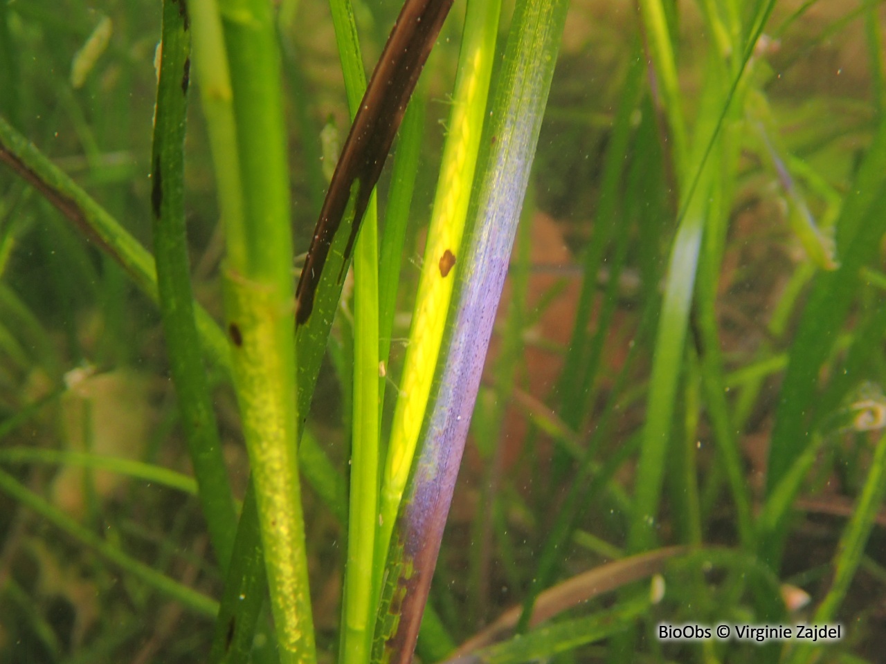 Zostère naine - Zostera (Zosterella) noltei - Virginie Zajdel - BioObs