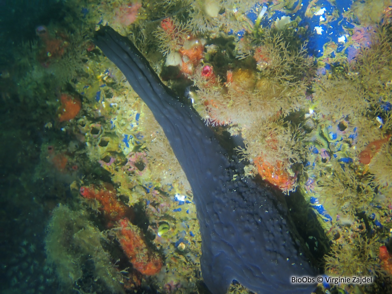 Ascidie noire - Phallusia fumigata - Virginie Zajdel - BioObs