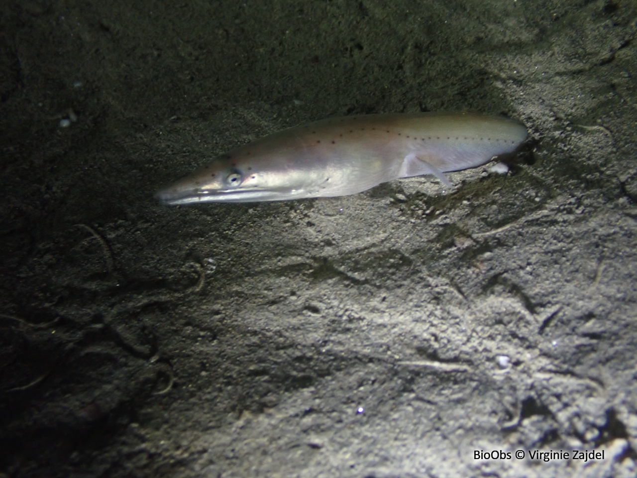 Serpenton à long nez - Ophisurus serpens - Virginie Zajdel - BioObs