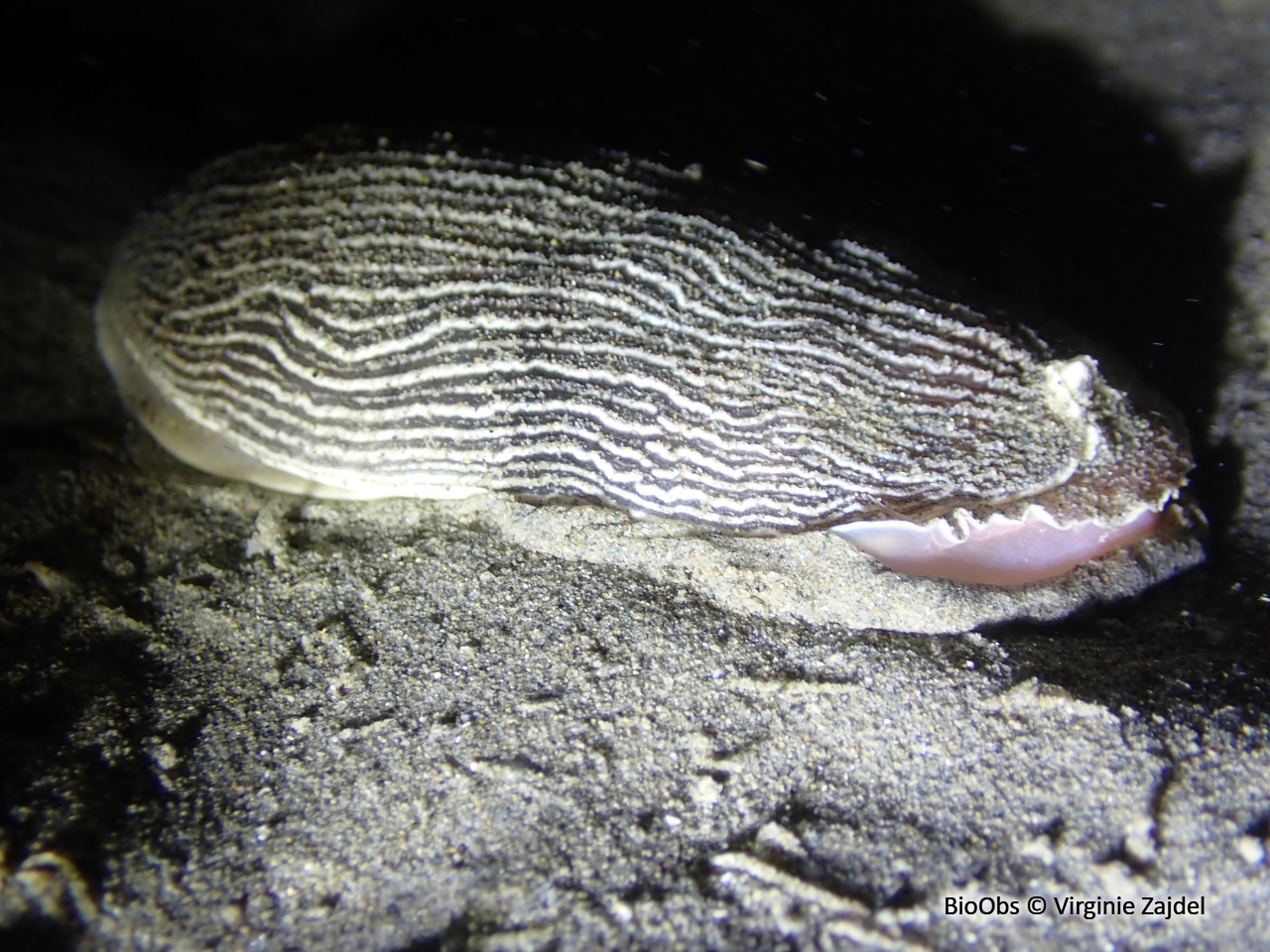 Armine tigrée - Armina tigrina - Virginie Zajdel - BioObs
