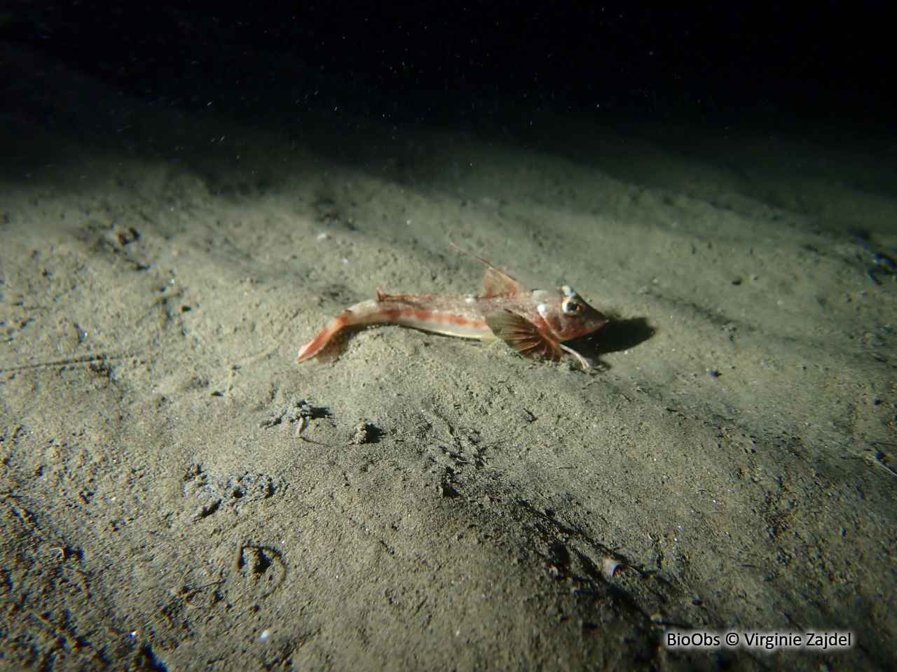 Grondin morude - Chelidonichthys obscurus - Virginie Zajdel - BioObs