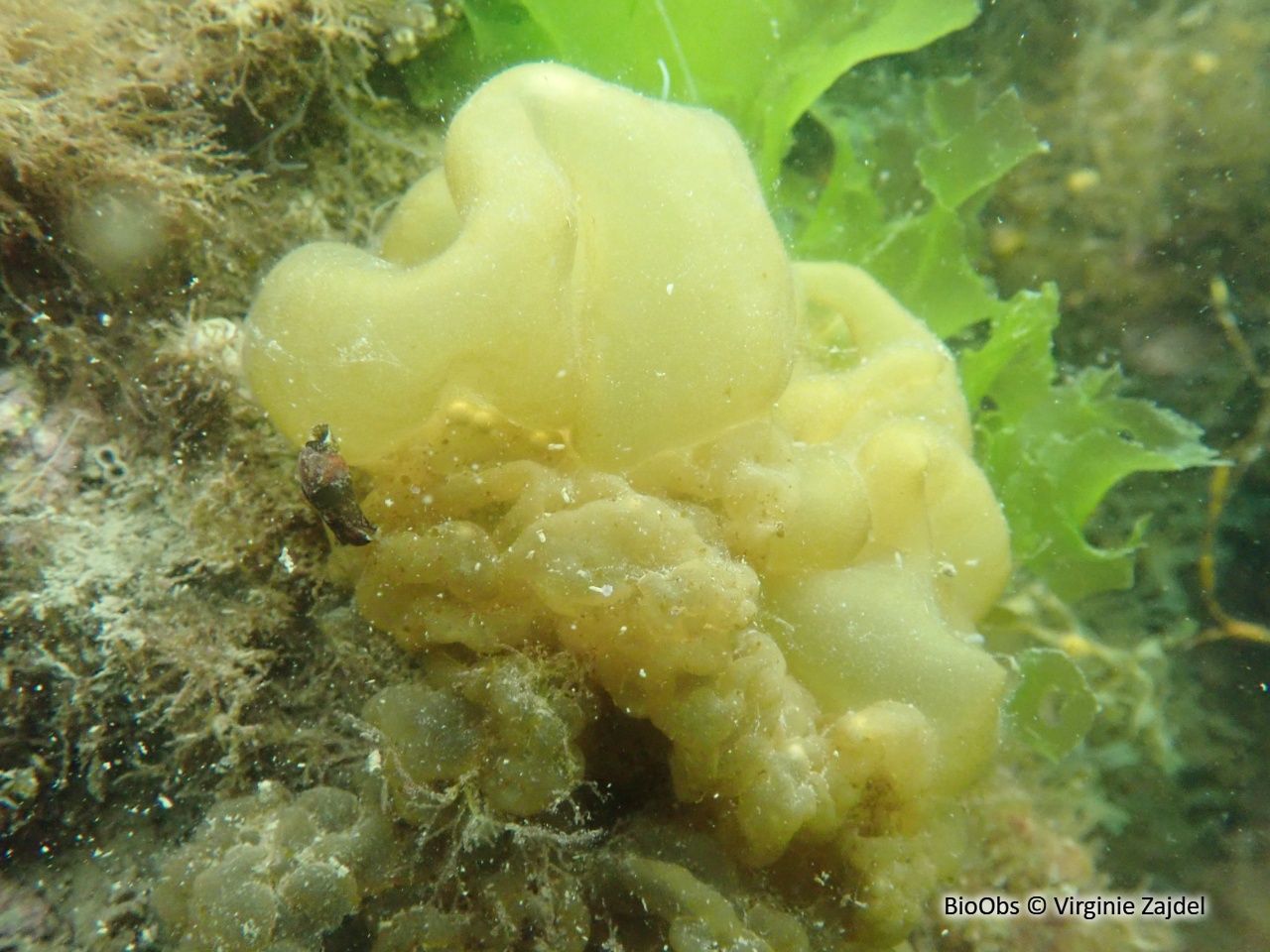 Colpoménia sinueux - Colpomenia sinuosa - Virginie Zajdel - BioObs