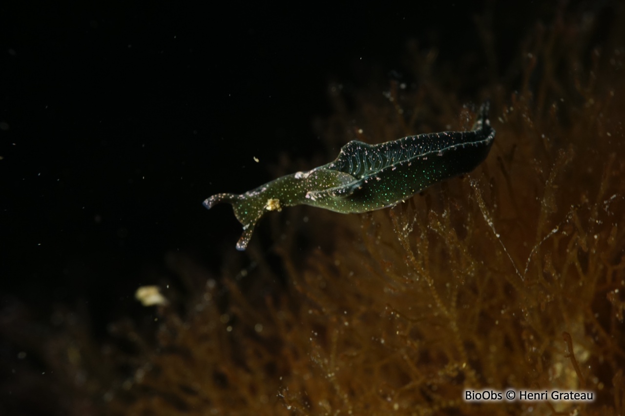 Elysie verte - Elysia viridis - Henri Grateau - BioObs