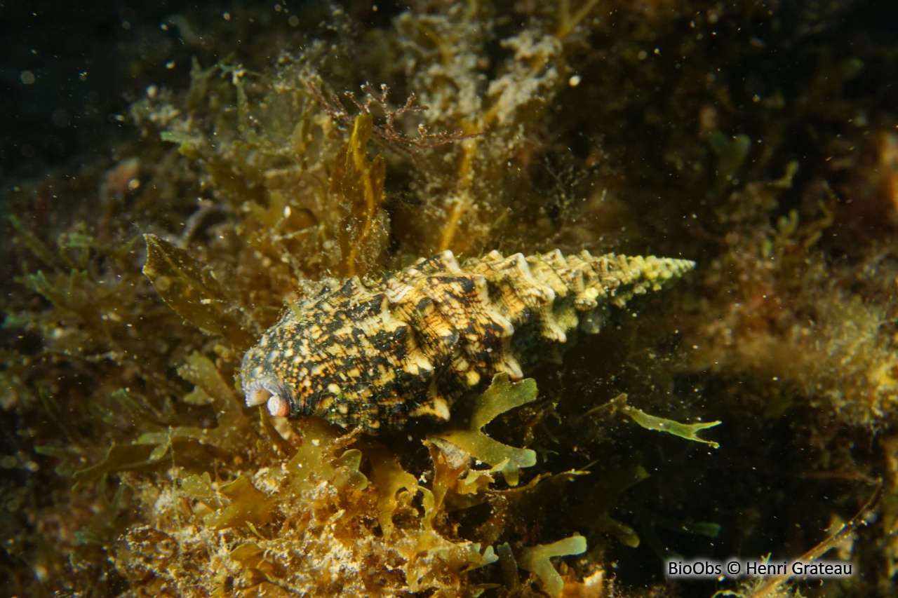 Cérithe goumier - Cerithium vulgatum - Henri Grateau - BioObs