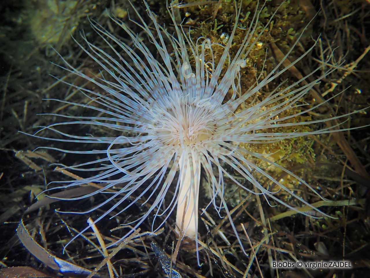 Cérianthe solitaire - Pachycerianthus solitarius - virginie ZAJDEL - BioObs