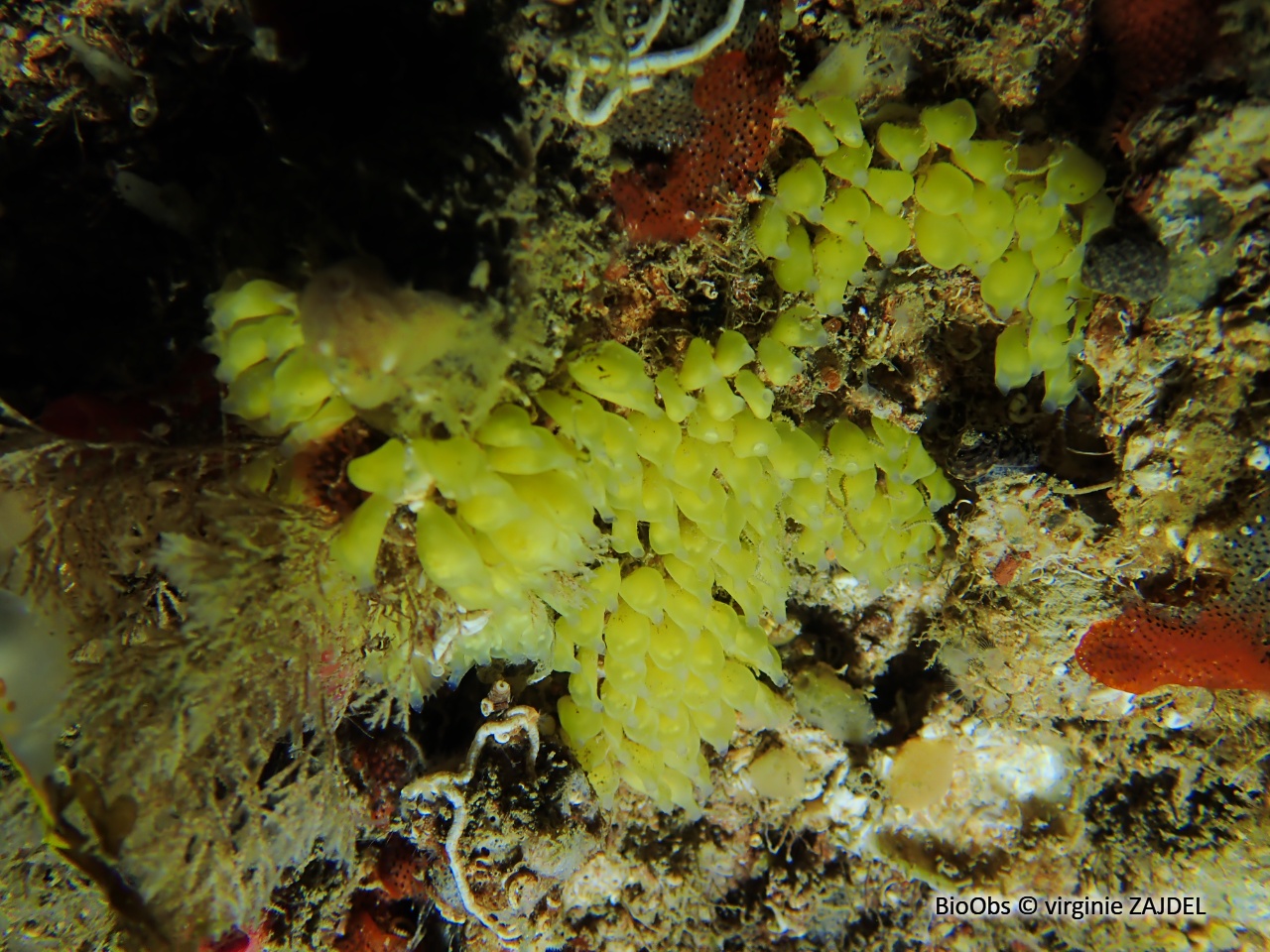 Cormaillot ponte - Ocenebra - virginie ZAJDEL - BioObs