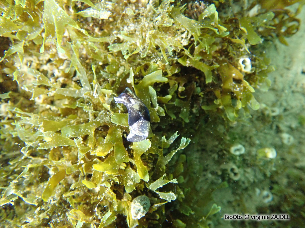 Petite bulle - Haminoea exigua - virginie ZAJDEL - BioObs