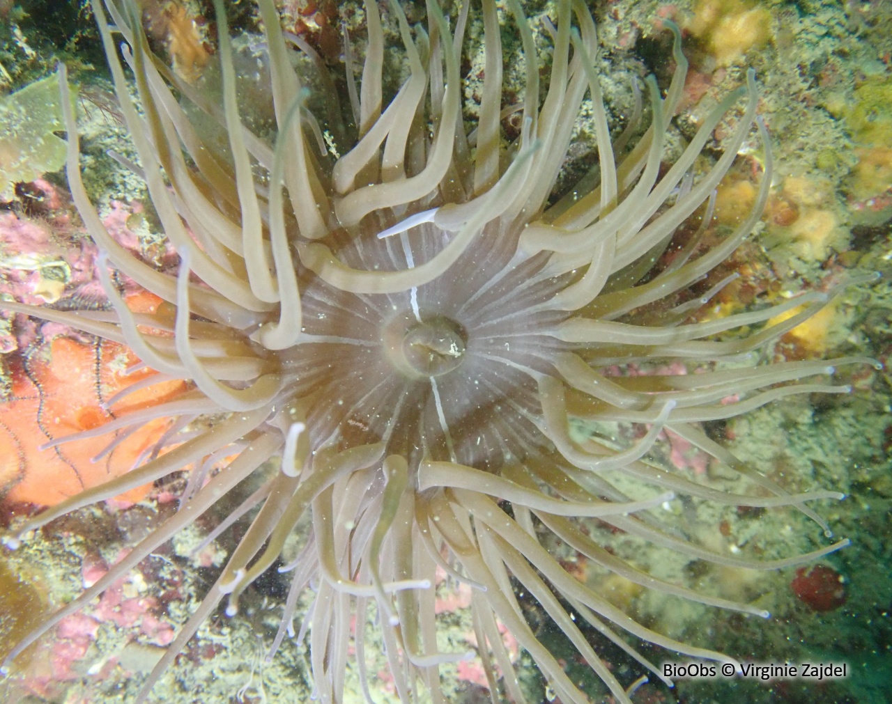 Andrésie - Andresia partenopea - Virginie Zajdel - BioObs