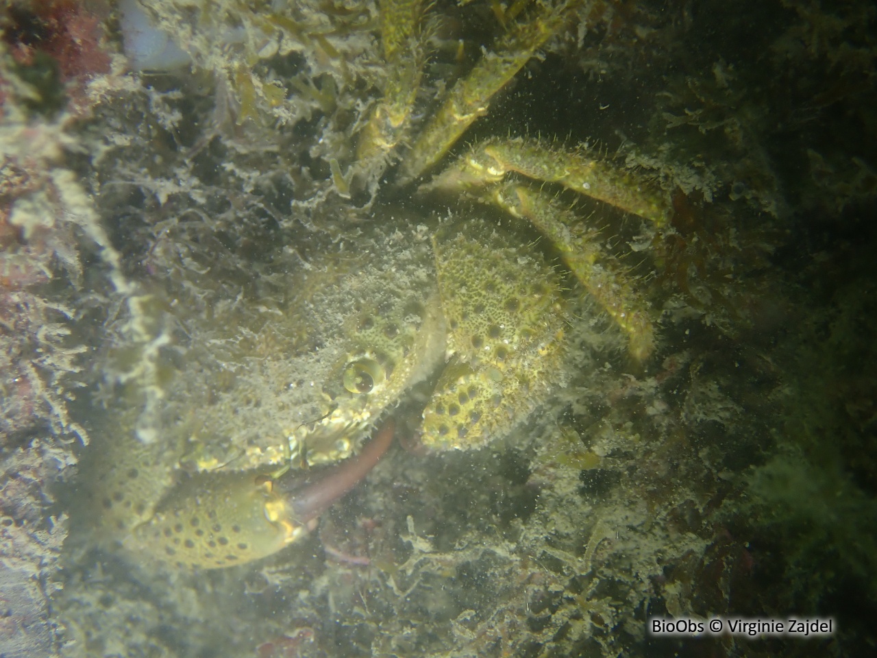 Crabe verruqueux - Eriphia verrucosa - Virginie Zajdel - BioObs