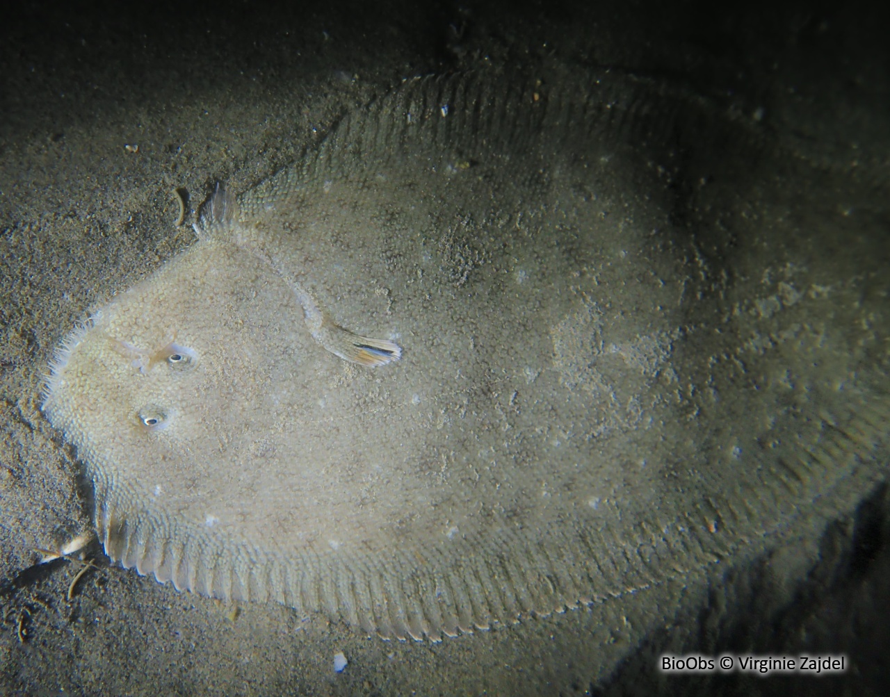 Sole-pole - Pegusa lascaris - Virginie Zajdel - BioObs