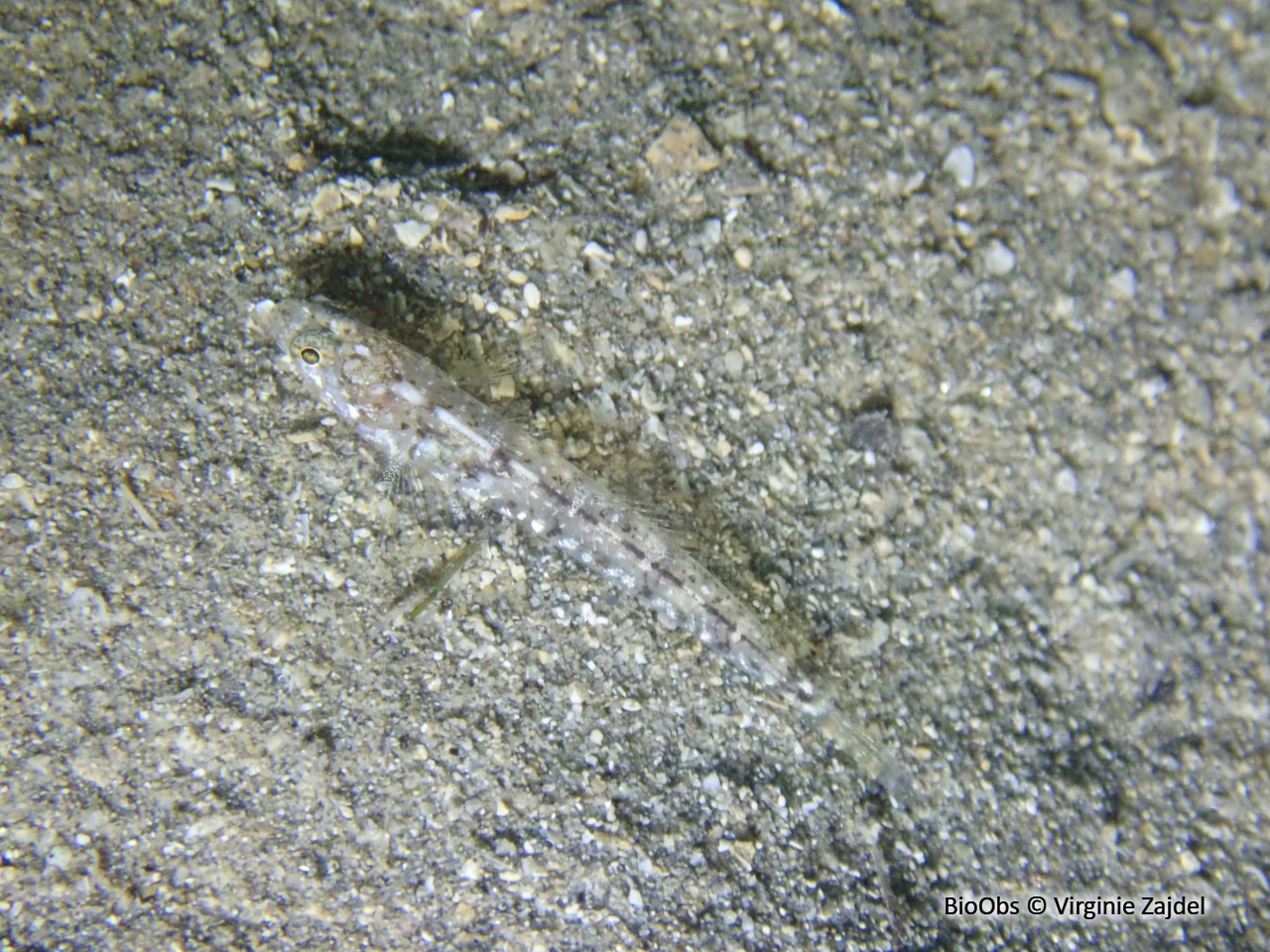 Gobie de Bath - Pomatoschistus bathi - Virginie Zajdel - BioObs