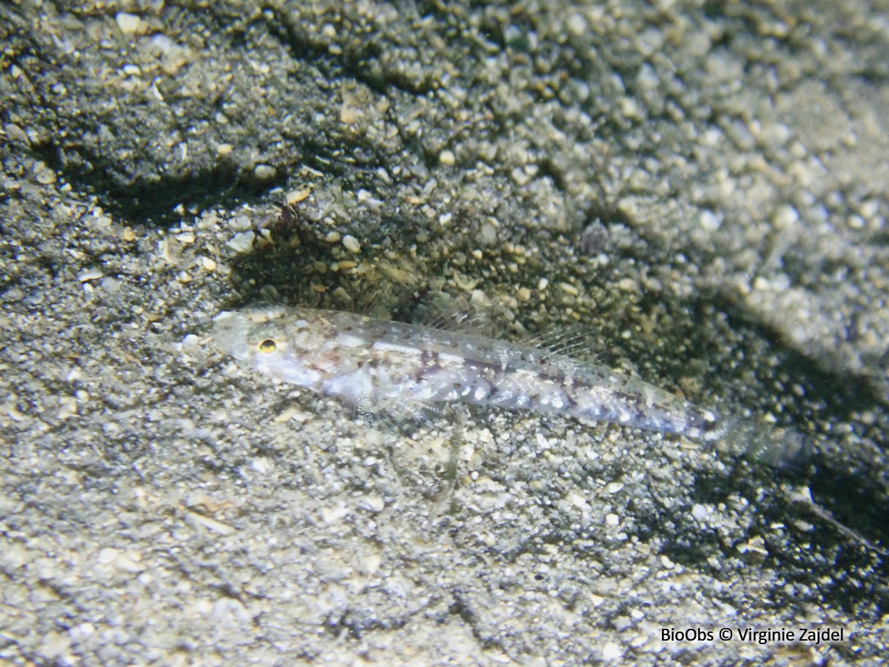 Gobie de Bath - Pomatoschistus bathi - Virginie Zajdel - BioObs