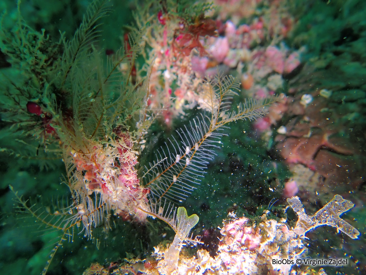 Aglaophénia allongée - Aglaophenia elongata - Virginie Zajdel - BioObs