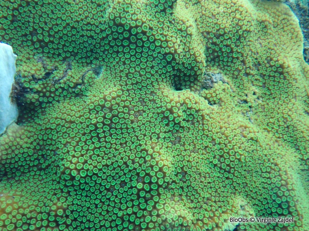 Corail étoilé massif - Orbicella annularis - Virginie Zajdel - BioObs