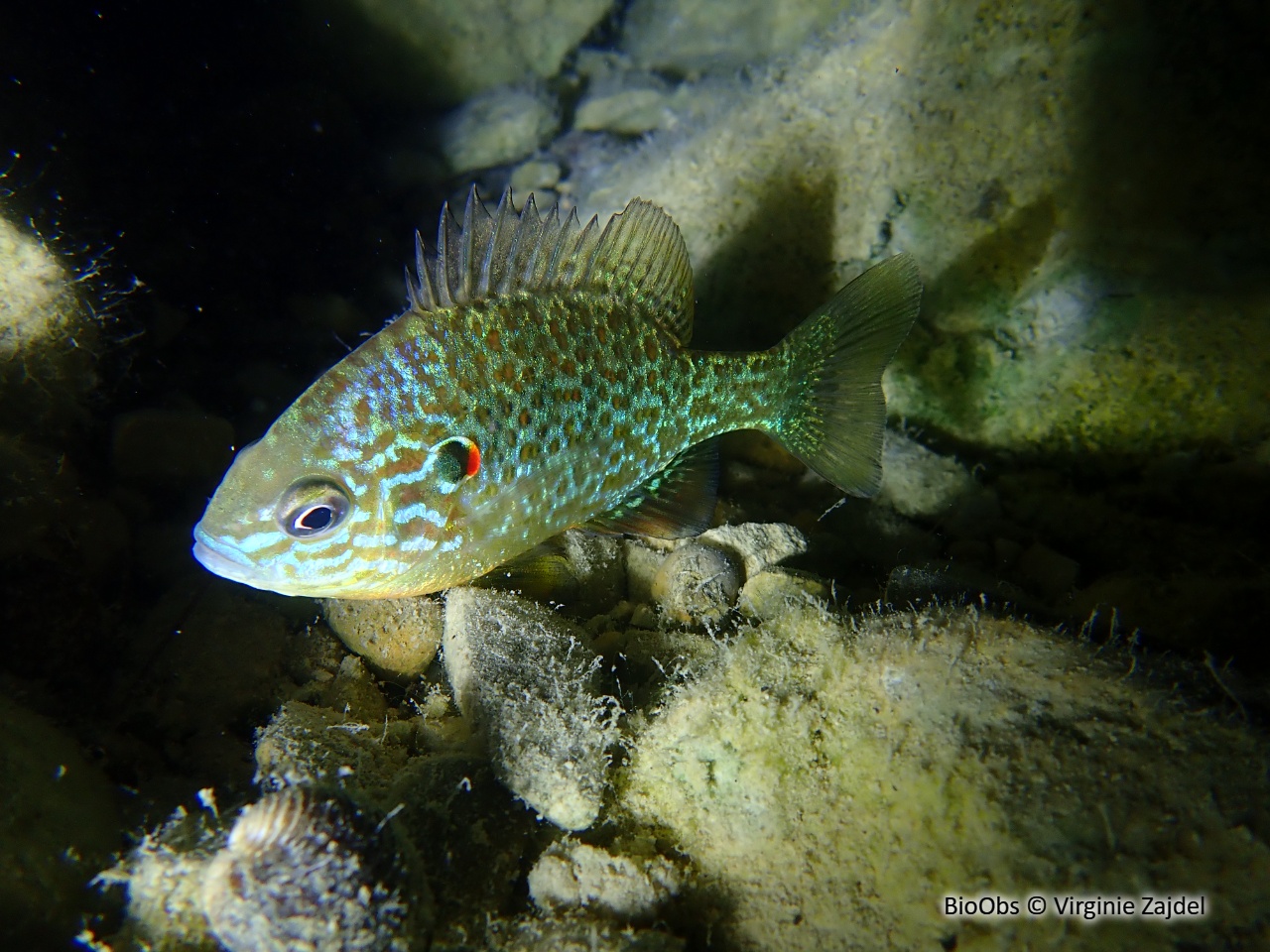 Perche-soleil - Lepomis gibbosus - Virginie Zajdel - BioObs