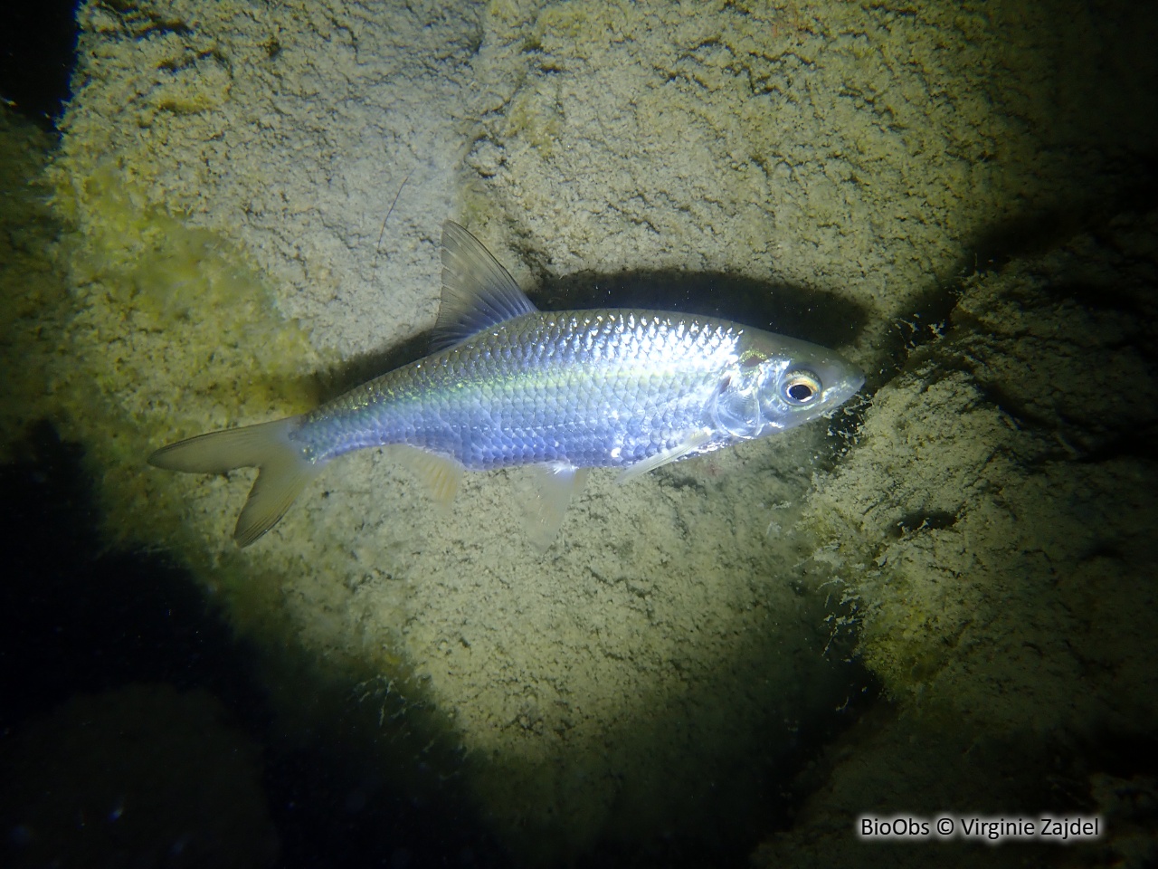 Vandoise - Leuciscus leuciscus - Virginie Zajdel - BioObs
