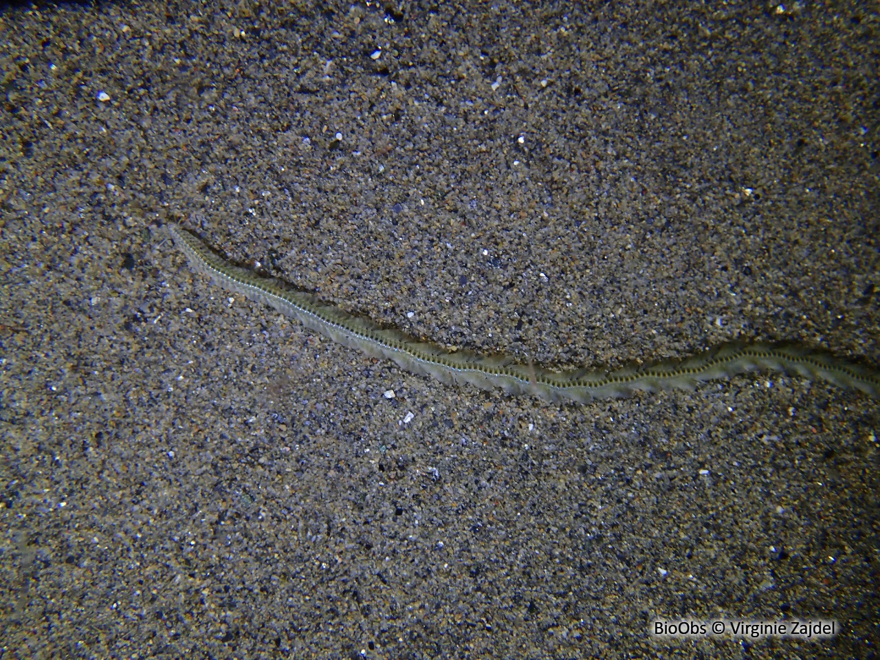 Néréis multicolore - Hediste diversicolor - Virginie Zajdel - BioObs