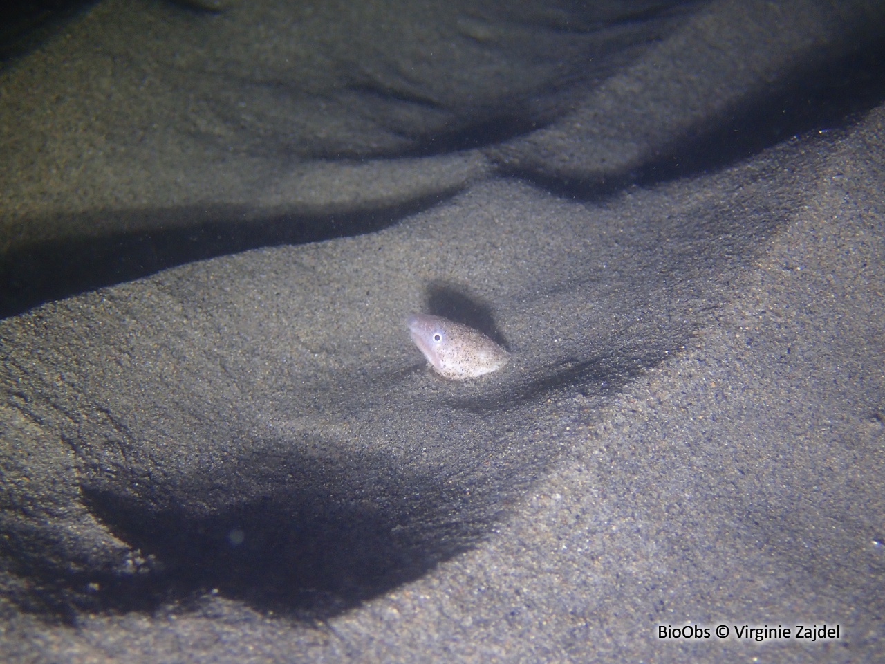 Serpenton imberbe - Dalophis imberbis - Virginie Zajdel - BioObs