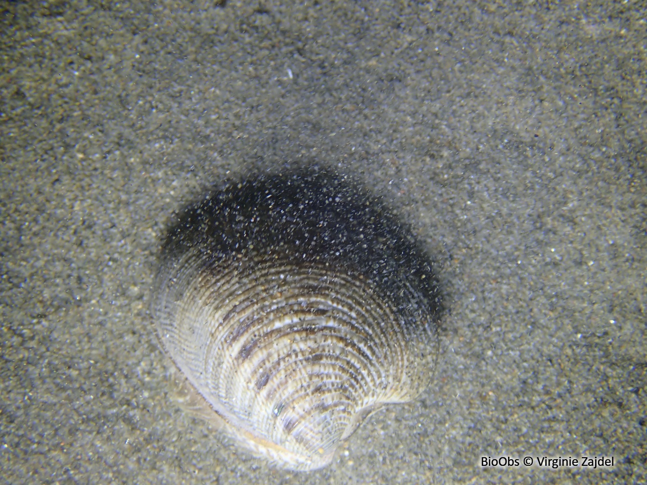 Vénus pied de poule - Chamelea gallina - Virginie Zajdel - BioObs