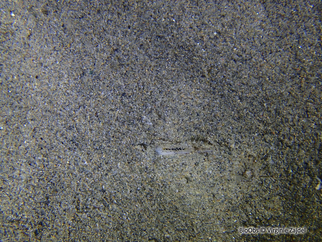 Vénus pied de poule - Chamelea gallina - Virginie Zajdel - BioObs