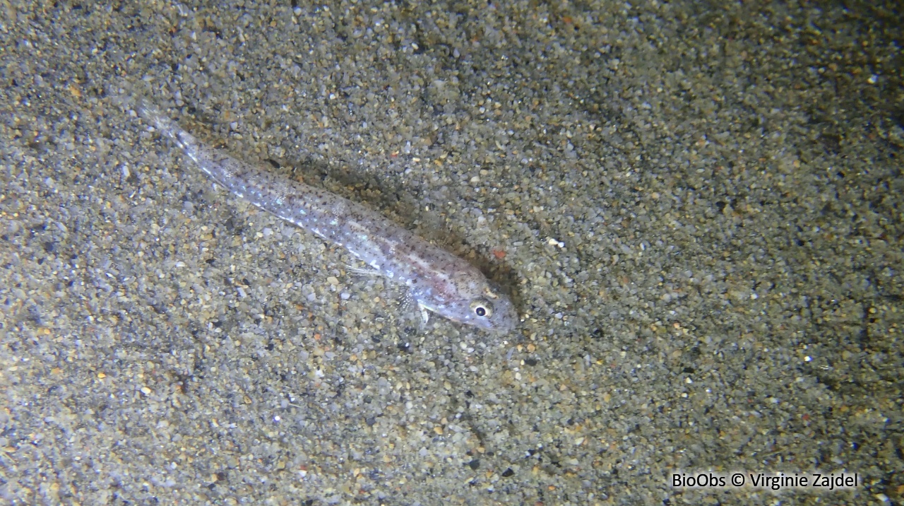 Gobie marbré - Pomatoschistus marmoratus - Virginie Zajdel - BioObs