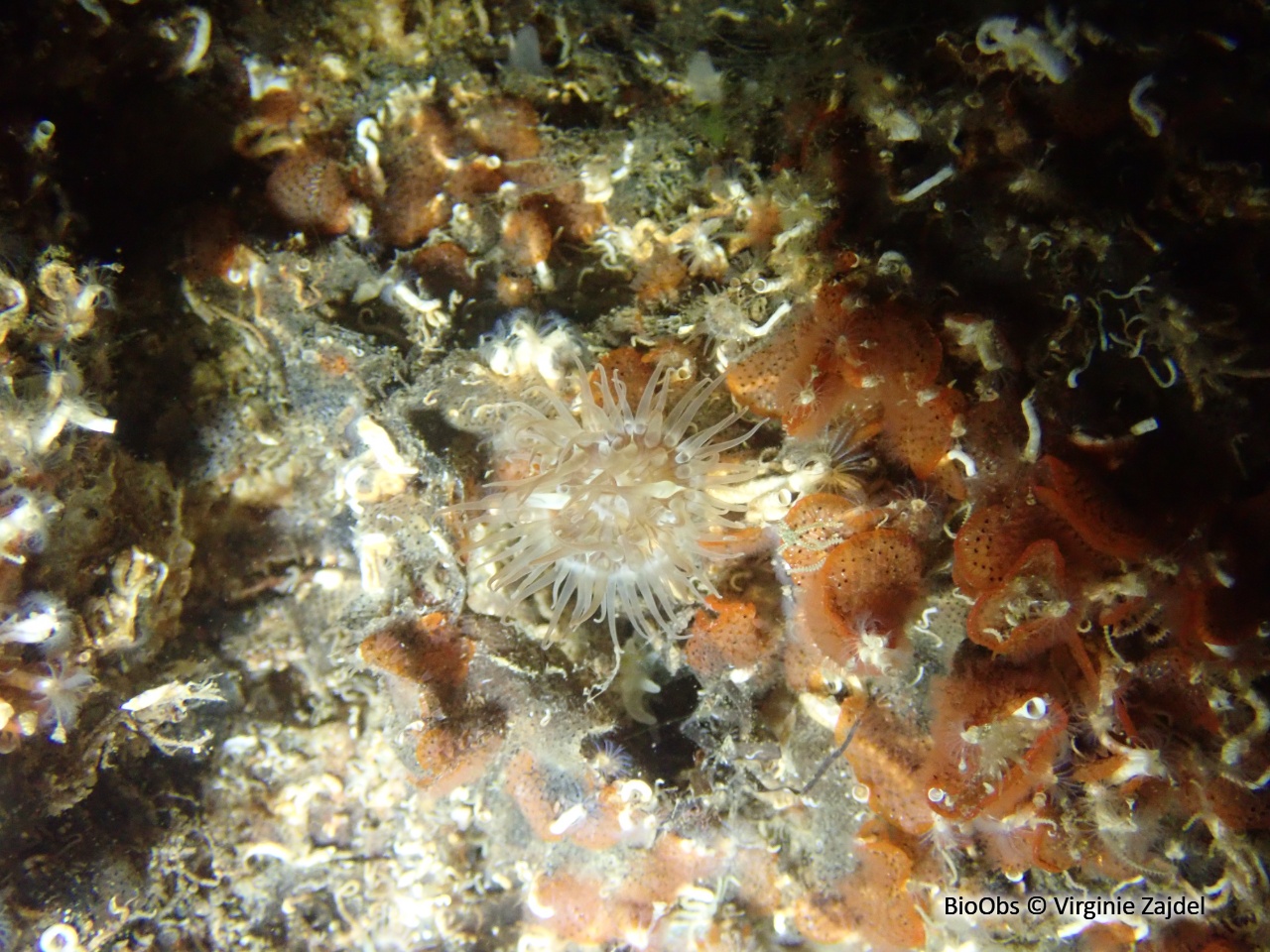 Sagartiogeton blanc - Cylista undata - Virginie Zajdel - BioObs