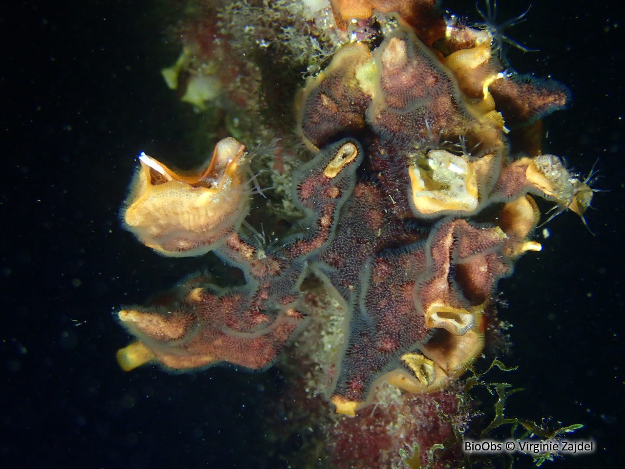 Schizoporella brun - Schizoporella errata - Virginie Zajdel - BioObs