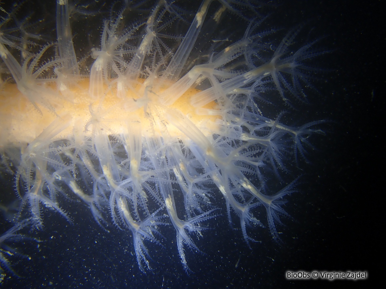 Vérétille - Veretillum cynomorium - Virginie Zajdel - BioObs