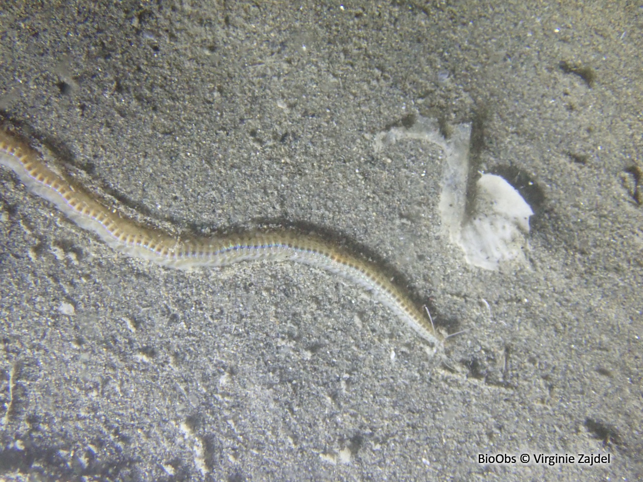 Néréis multicolore - Hediste diversicolor - Virginie Zajdel - BioObs