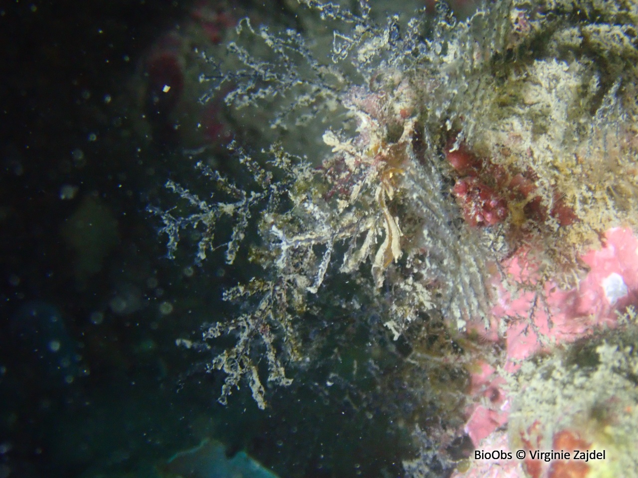 Hydraire à branches opposées - Synthecium evansi - Virginie Zajdel - BioObs