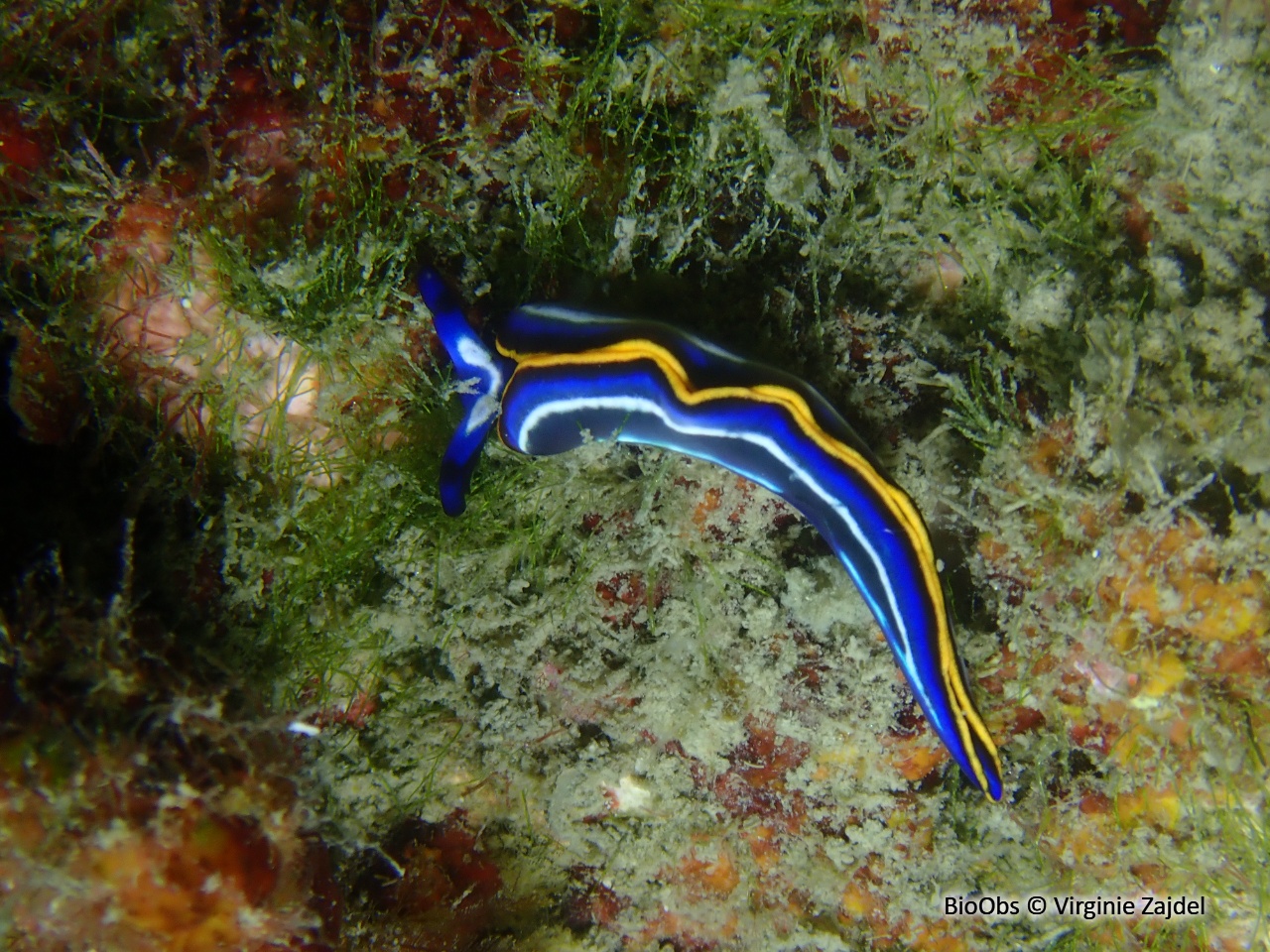 Thuridille de Hope - Thuridilla hopei - Virginie Zajdel - BioObs