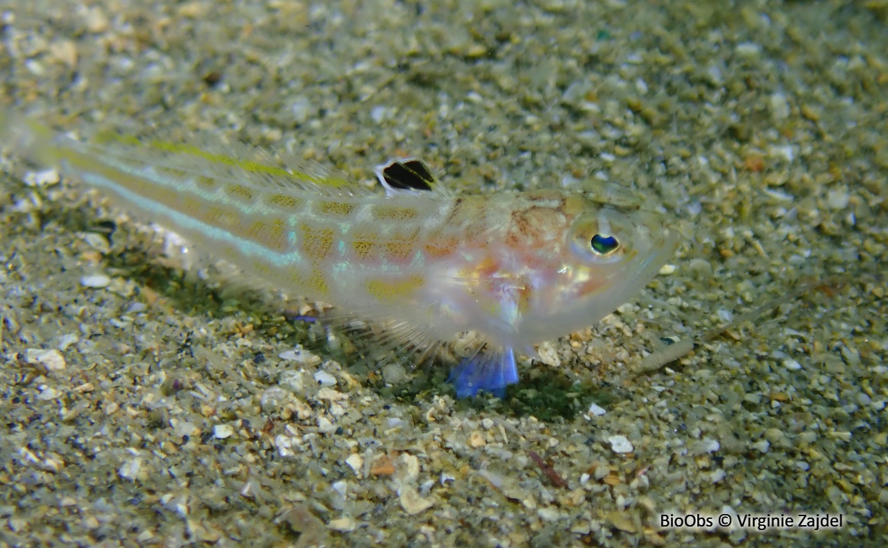 Petite vive - Echiichthys vipera - Virginie Zajdel - BioObs