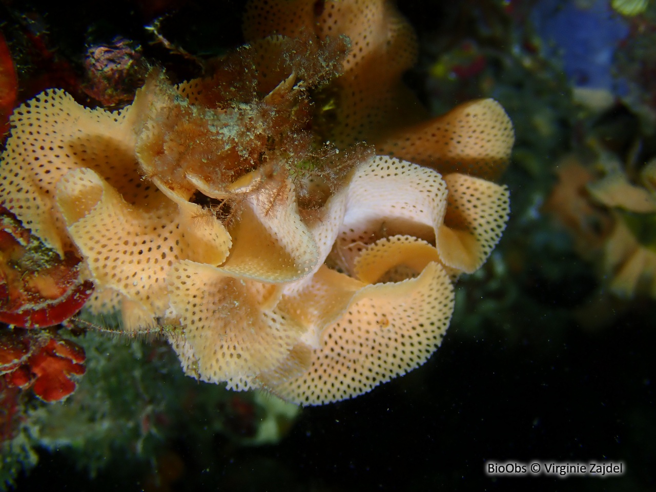 Dentelle de Neptune - Reteporella grimaldii - Virginie Zajdel - BioObs