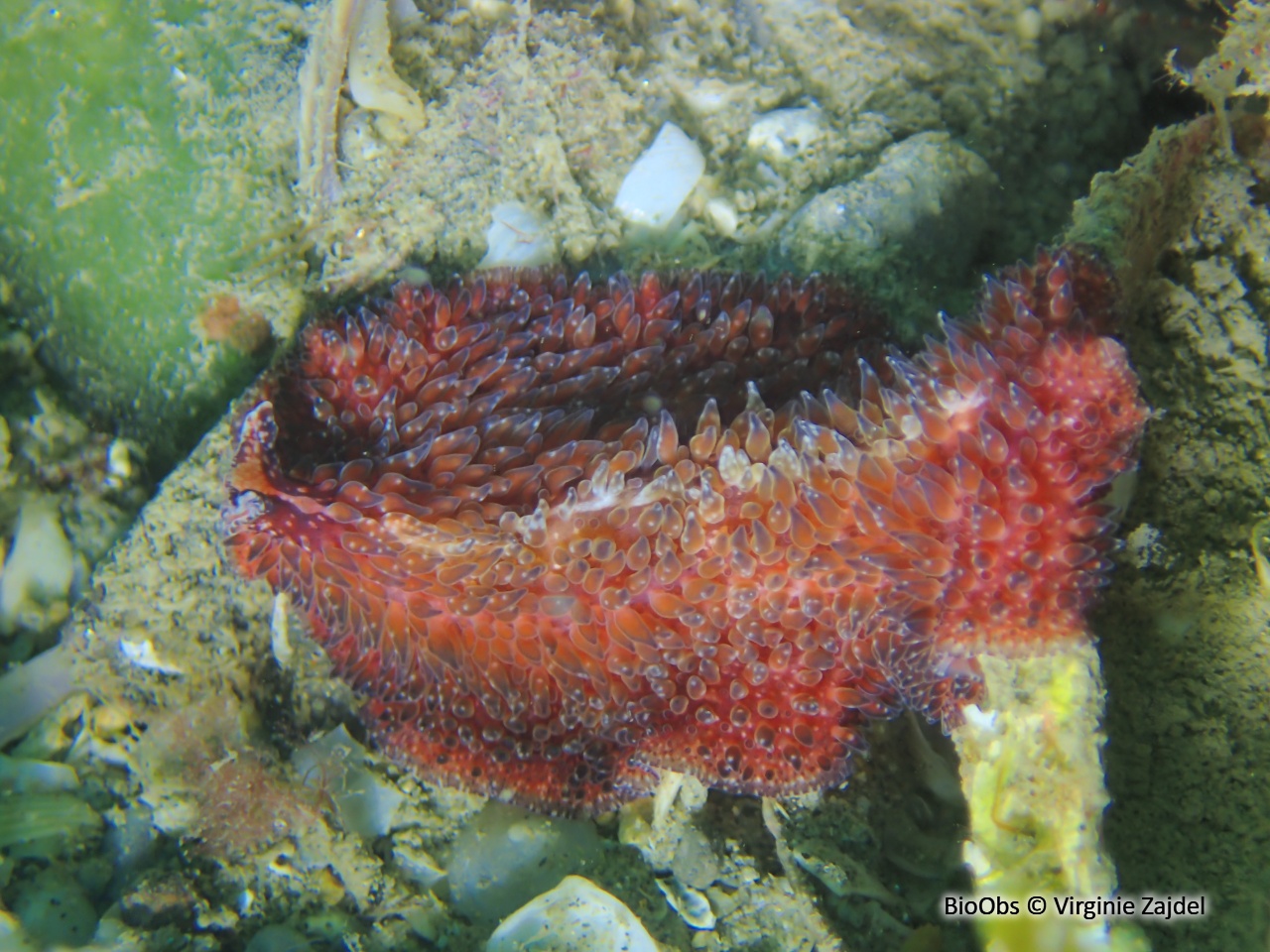 Ver plat à papilles - Thysanozoon brocchii - Virginie Zajdel - BioObs