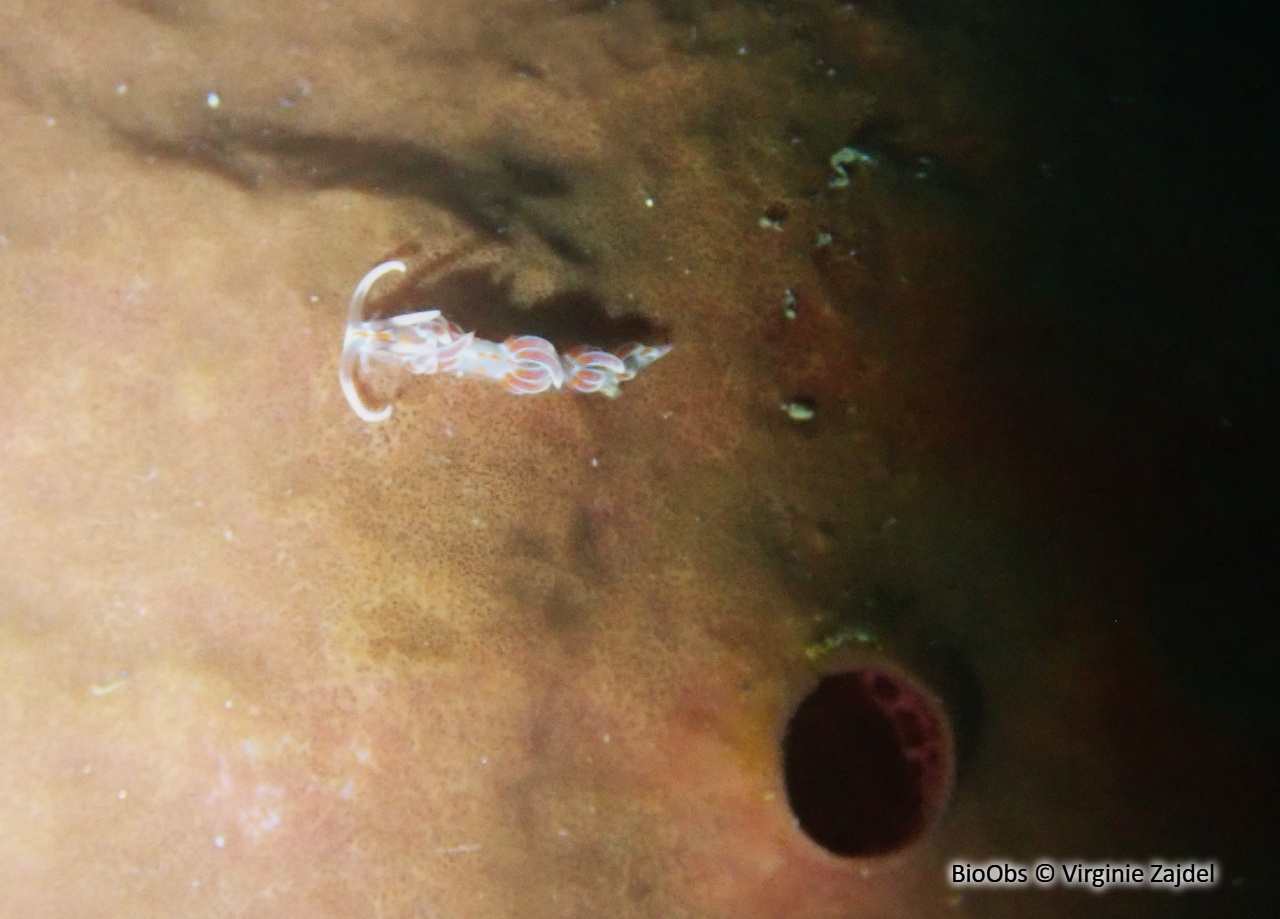 Faceline à stries rouges - Facelina rubrovittata - Virginie Zajdel - BioObs