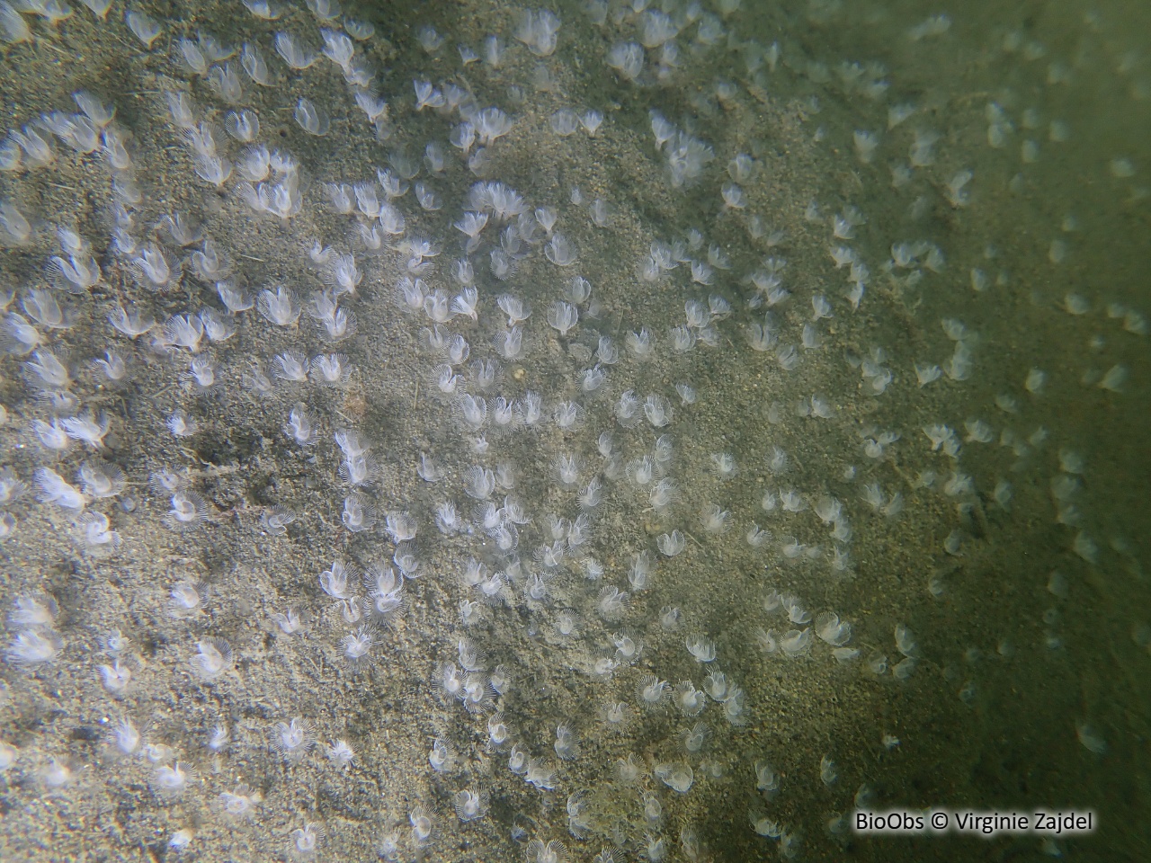 Petit phoronidien de sable - Phoronis psammophila - Virginie Zajdel - BioObs