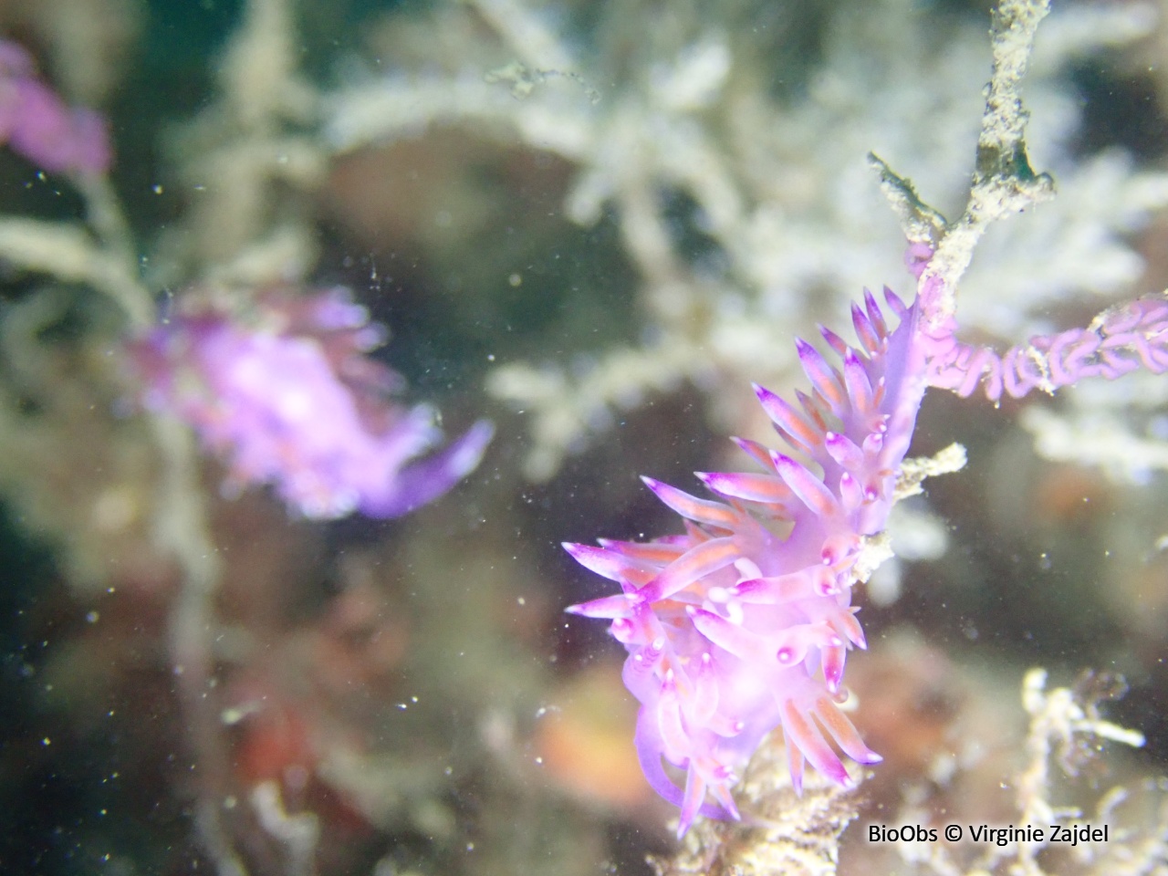 Flabelline mauve ponte - Flabellina - Virginie Zajdel - BioObs