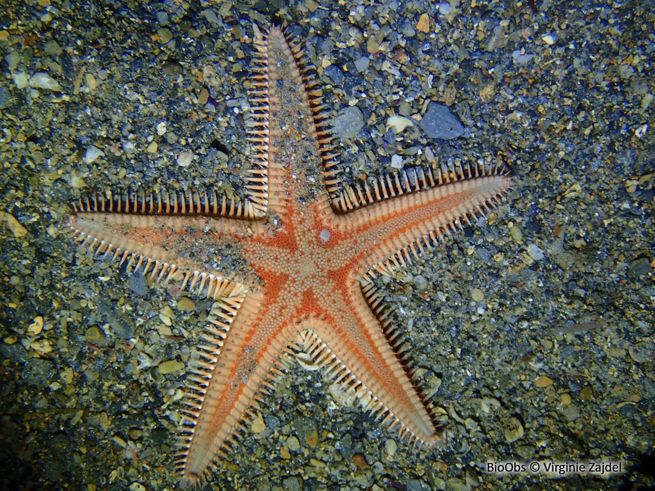 Grande étoile-peigne - Astropecten aranciacus - Virginie Zajdel - BioObs