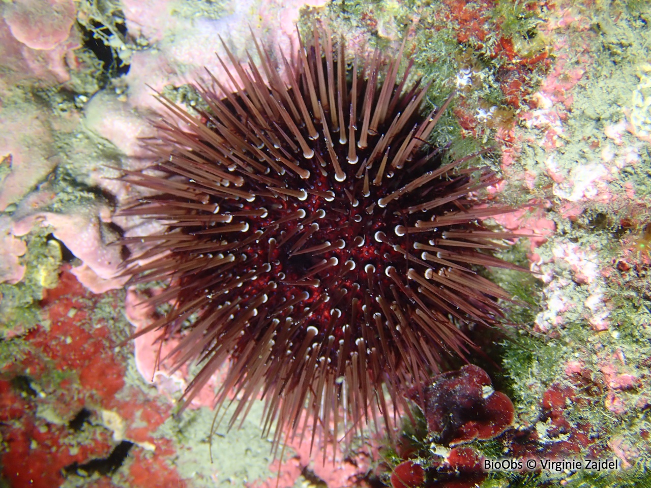 Oursin violet - Paracentrotus lividus - Virginie Zajdel - BioObs