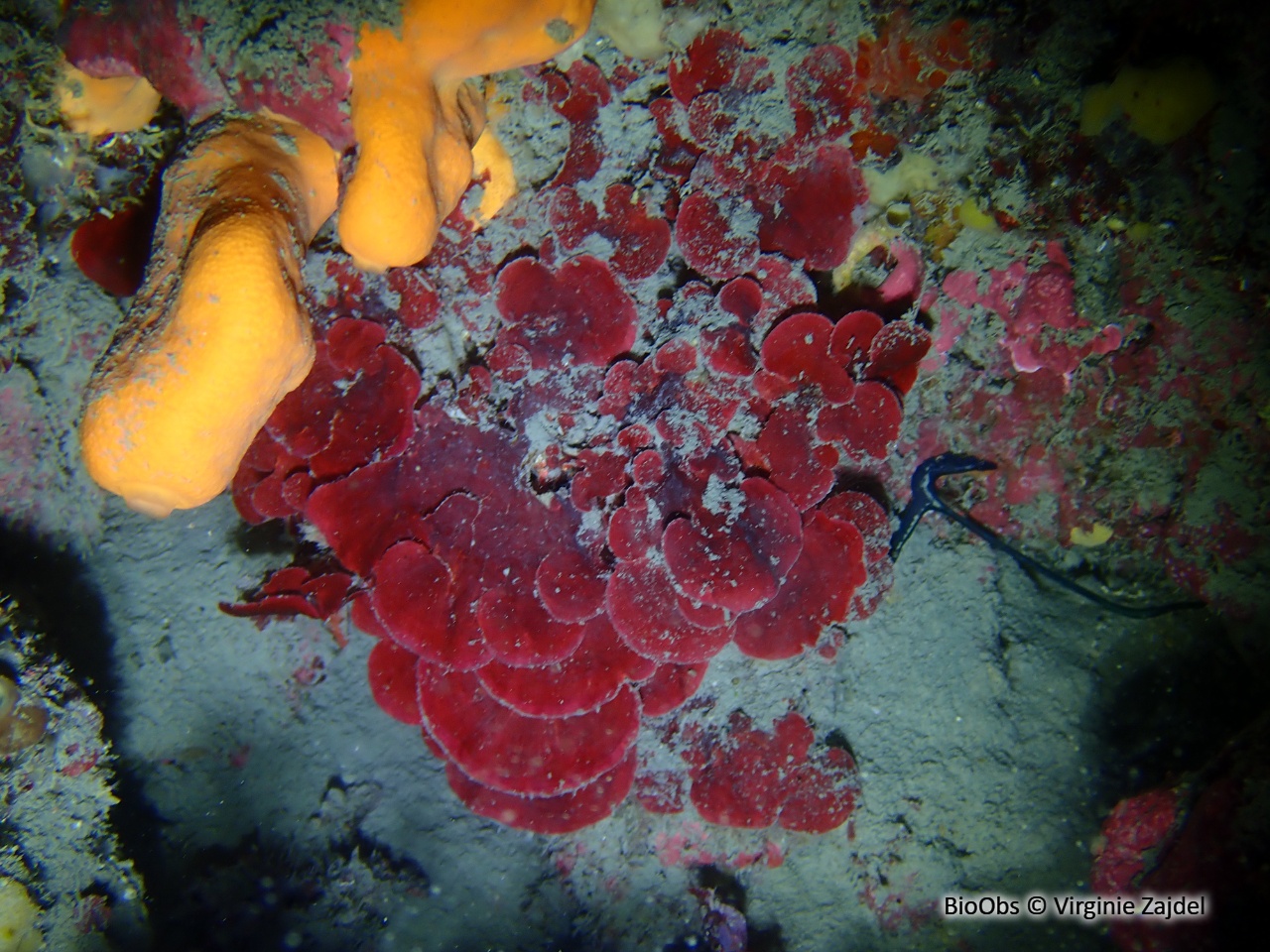 Peyssonnele rouge - Peyssonnelia rubra - Virginie Zajdel - BioObs