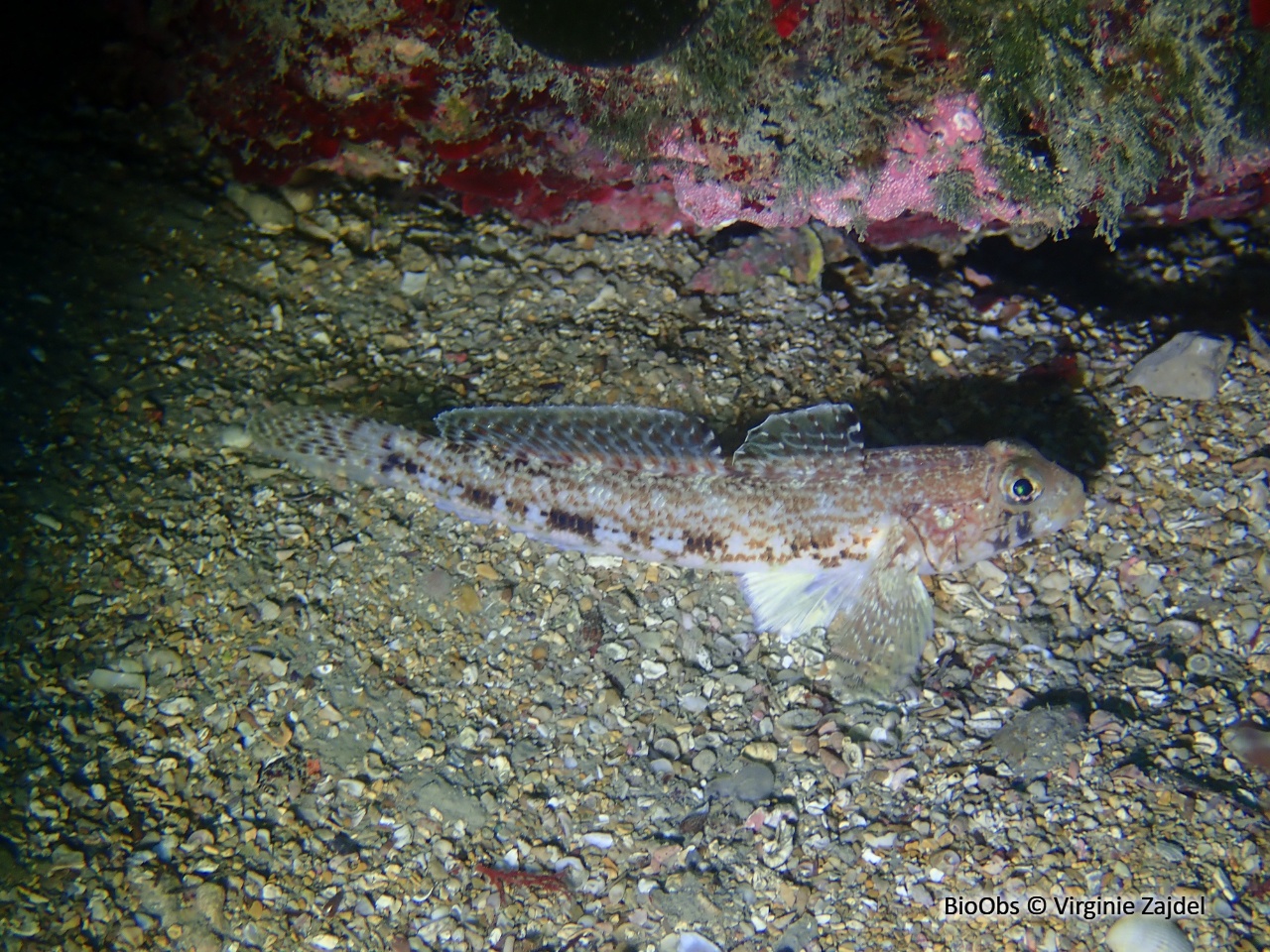 Gobie svelte - Gobius geniporus - Virginie Zajdel - BioObs