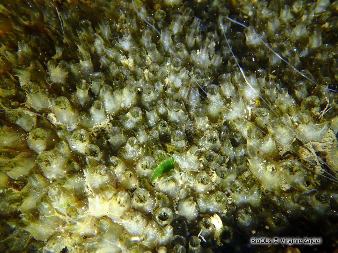 Polyandrocarpe de Zorritos - Polyandrocarpa zorritensis - Virginie Zajdel - BioObs